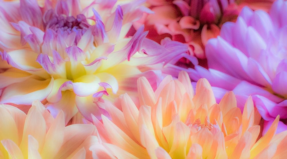 Washington State-Sammamish Dahlia flower design and patterns